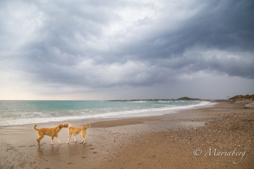 Turkiet, Atalanya strandhundar av fotograf Maria Berg